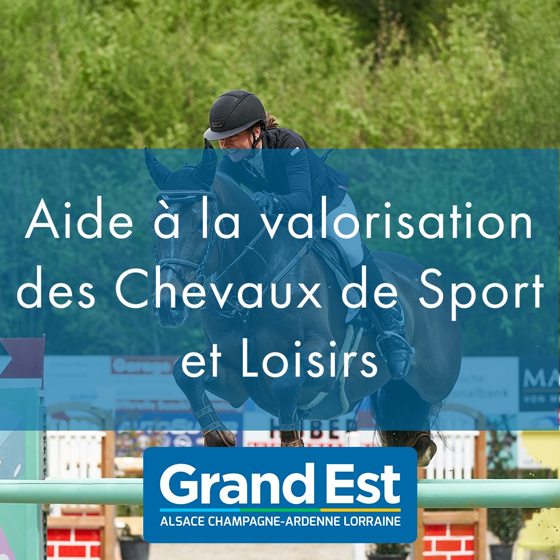 Aide à la valorisation : chevaux et poneys de sport et loisirs