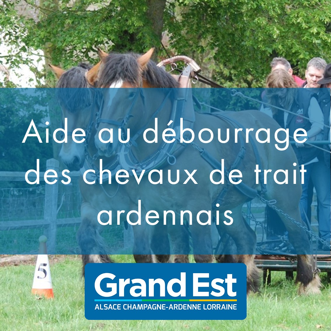 Aide à la valorisation : Débourrage à l'attelage pour les chevaux de trait ardennais