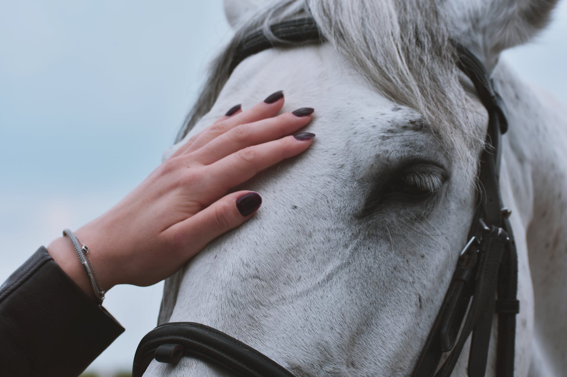Les aides à la valorisation des chevaux et poneys de sport/loisir et le débourrage des Traits Ardennais sont reconduites en 2022