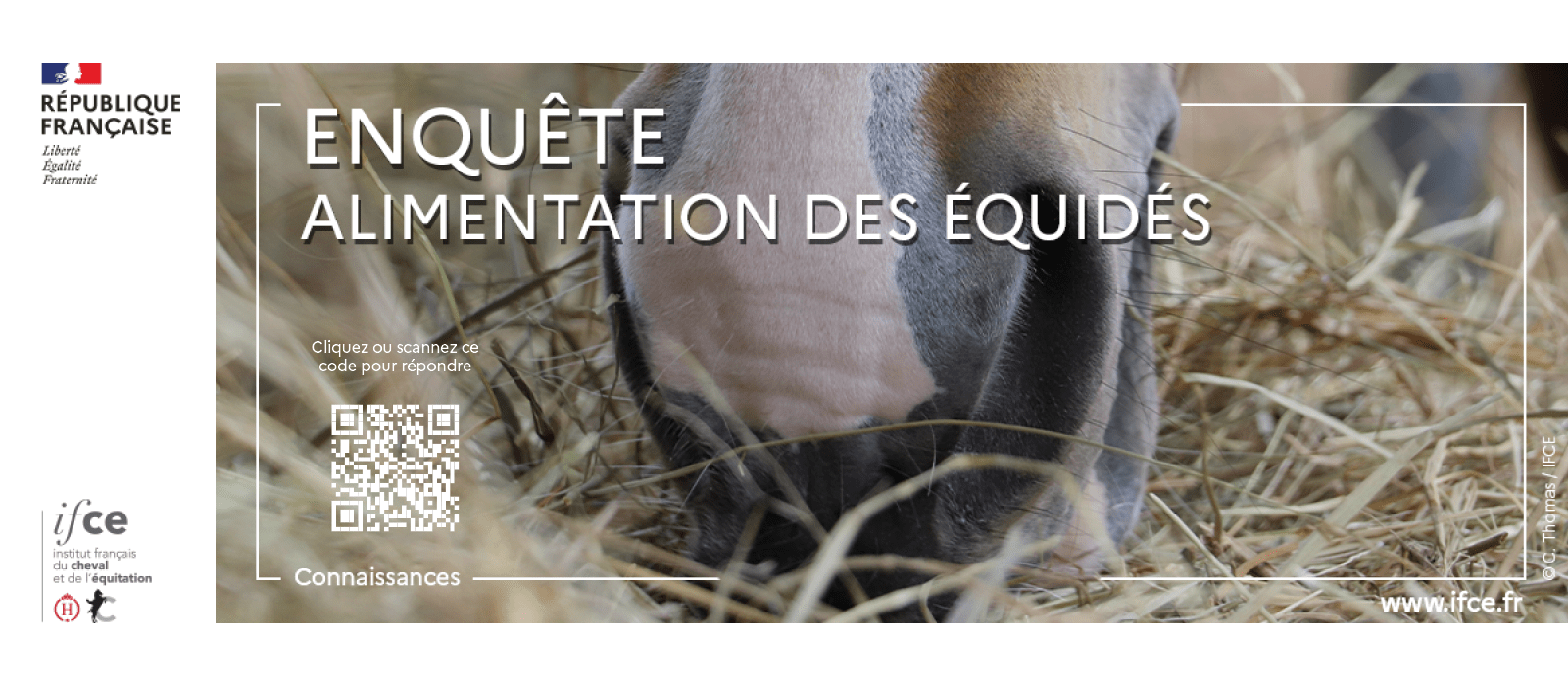 Enquête IFCE sur l'alimentation du Cheval