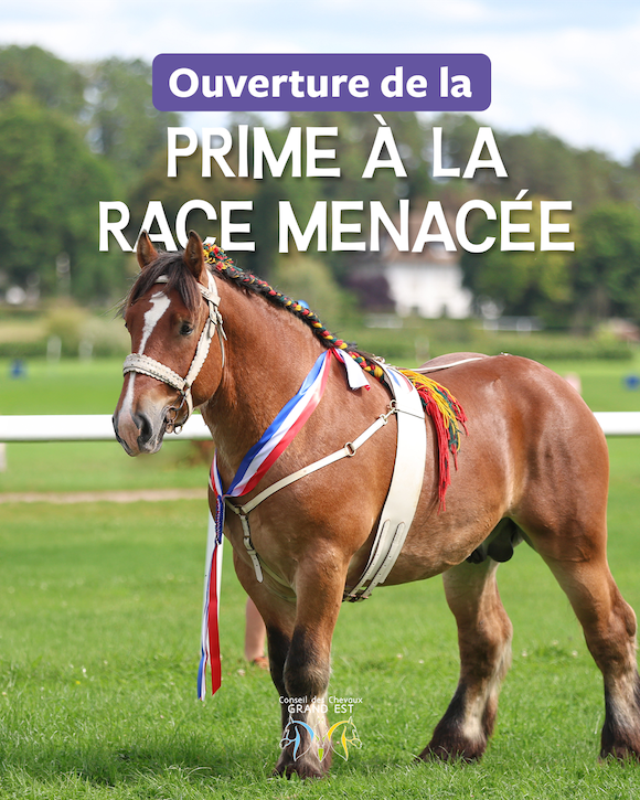 Ouverture de la campagne de la MAEC Prime à la Race Menacée