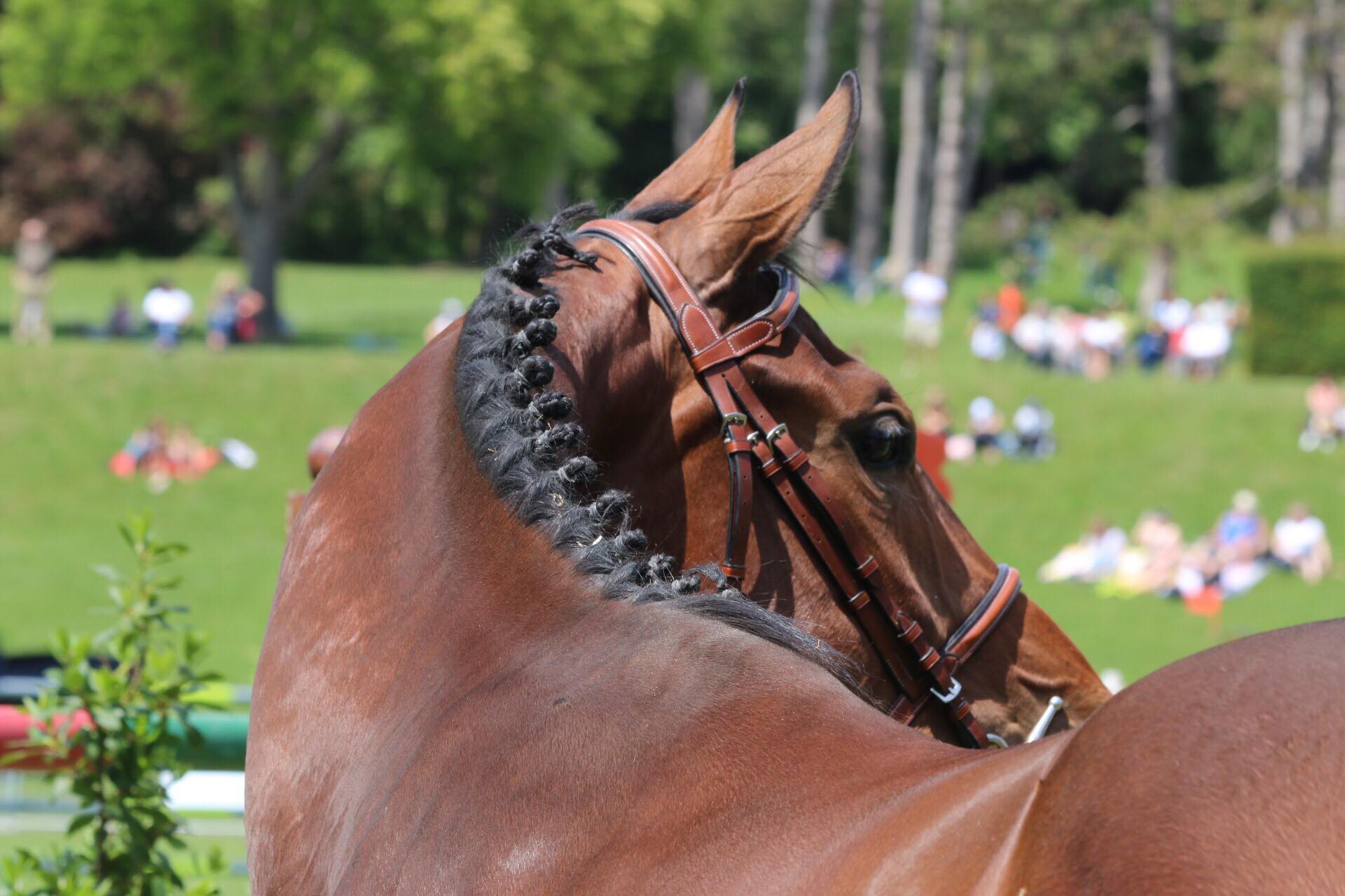 Filière Equine Grand Est