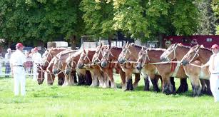 National chevaux de trait Ardennais