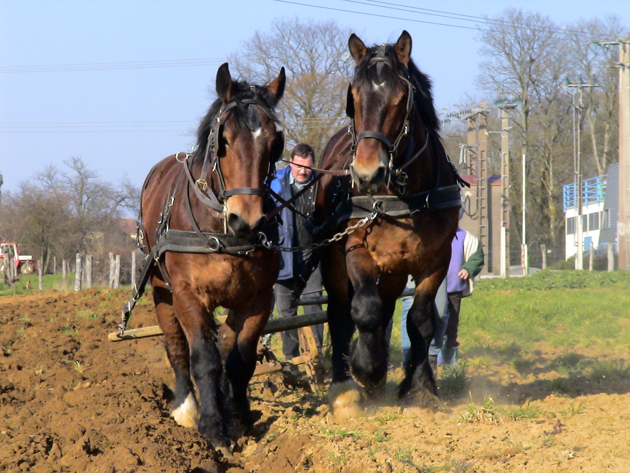 1ère rencontre autour du cheval agricole